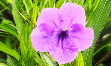 香紫苏内酯是什么？从合成到应用全解析